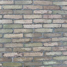 'Wassenaar' Alte Gebackene 'Rijntjes'